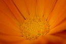 Close-up of Orange Calendula.